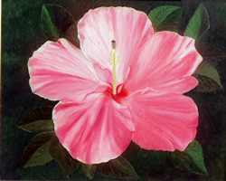 hibiscus flower