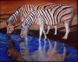 Zebras drinking water